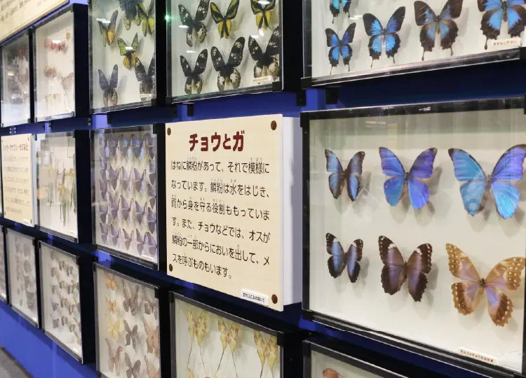 標本展示