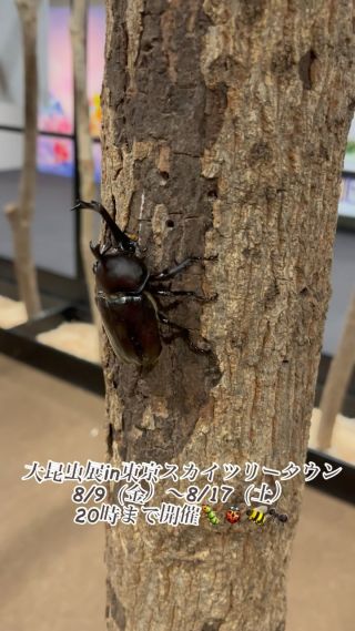 大昆虫展 in 東京スカイツリータウン ようこそ昆虫の惑星へ